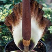 Image result for Amorphophallus goetzei
