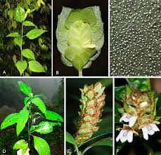 Image result for Rytigynia sp. F