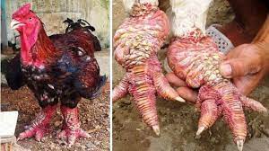 Nurwanto yeach 39.565 views1 year ago. Lihat Inilah Ayam Sisik Naga Langka Dari Vietnam Tribun Jogja