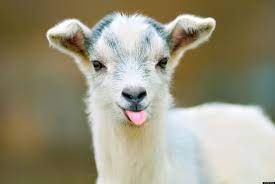 Baby Goat Showing Tongue Funny Face Image