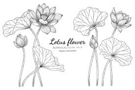 We did not find results for: Hand Drawn Lotus Flower And Leaves 1851038 Vector Art At Vecteezy