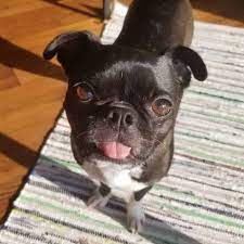 Pug x boston terrier = buggs. Pug Boston Terrier Mix Facts