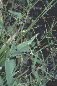 Image result for Urochloa oligotricha