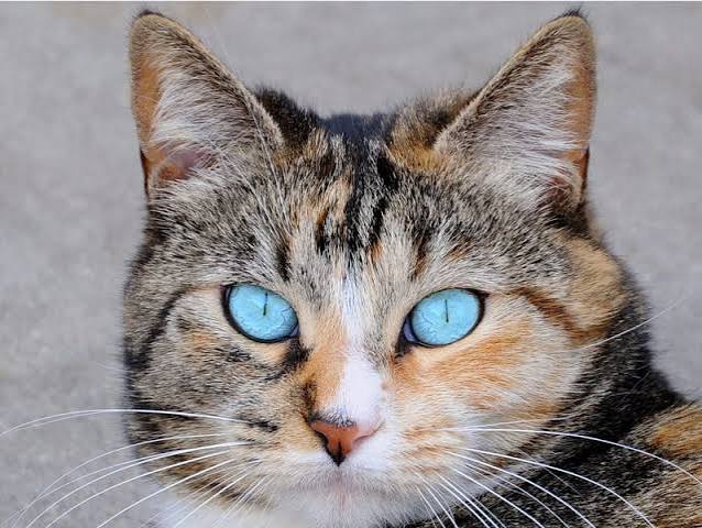 Why Cats Have Vertical Eye Pupils - Business Insider