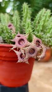 Image result for Huernia verekeri