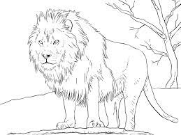 This collection includes mandalas, florals, and more. African Lion Coloring Page Free Printable Coloring Pages For Kids