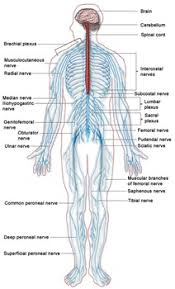 Nervous system diagram central nervous system human anatomy. Nervous System Diagram Worksheets Teaching Resources Tpt