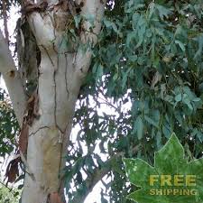 Image result for Eucalyptus camaldulensis