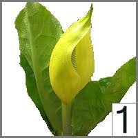 Image result for Pachylobus