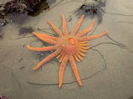 Image result for Pycnobotrya