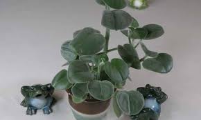 Image result for Ceropegia incana