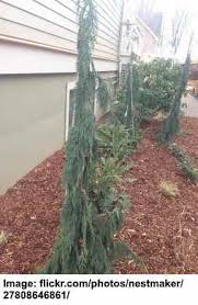 Dwarf evergreen weeping shrub : 15 Small Or Dwarf Evergreen Trees For Your Garden With Pictures