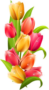 Tulip Png Images Free Download Wallpaper Nature Flowers Flower Phone Wallpaper Flower Drawing