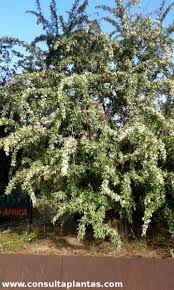 Image result for Gymnosporia glaucophylla