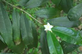 Image result for Mascarenhasia