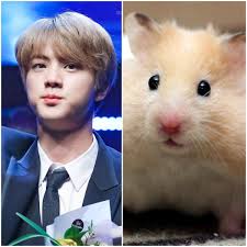 Pin By Creative Life On Bts Current Pics Pics Animals Hamster