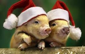 Însă, partea pozitivă a mistreţului este că are încredere în sine, nu ţine agende ascunse prin prisma feng shui, în anul porcului, numerele norocoase sunt 4, 6 , 8, zilele norocoase sunt: Anul Nou 2019 Este Anul Porcului Anul Nou De Toast TradiÈ›ii De Anul Nou Cute Animal Pictures Cute Animals Cute Baby Pigs