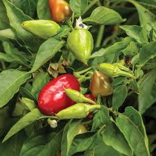 Want to grow your own vegetables, but don't know when to start sowing and harvesting your crops? 14 Best Summer Vegetables To Grow Garden Design