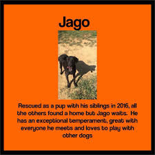 He's up to date with everything and has been neutered, he walks beautifully on a collar and lead and is good with other dogs, as long as they don't mind his tigger on speed impressions. Jago S Mum Was A Pure Bred Labrador So Blind Dog Rescue Uk Facebook