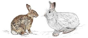 Select from premium snowshoe hare of the highest quality. New England Cottontail And Snowshoe Hare Mammals Species Information Wildlife Fish Wildlife Maine Dept Of Inland Fisheries And Wildlife