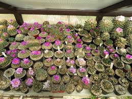 Image result for Stathmostelma gigantiflorum