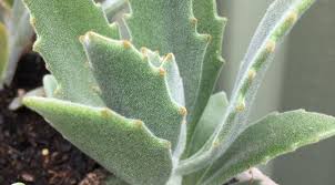Pin On Cactuses