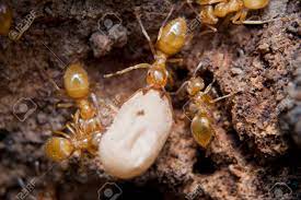 Une motorisation toujours dans le coup ? Les Fourmis Jaunes A L Interieur Tout En Fourmiliere En Mouvement Oeufs Banque D Images Et Photos Libres De Droits Image 31625027