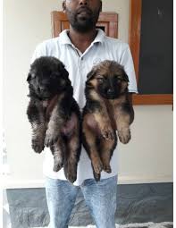 This puppy has been thru professional volhard testing and obstacle course. German Shepherd Puppies For Sale Gender Female
