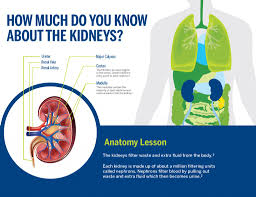 Maybe you would like to learn more about one of these? Why Healthy Kidneys Are Essential To Your Life And Well Being Biomerieux Connection