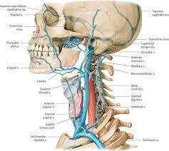 Viens Body Anatomy Medical Anatomy Human Body Anatomy
