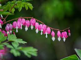 Two hearts emoji primary use would be in romantic texts, or younger texters using it as decoration when discussing something they like, or to emphasize friendship among girls. Bleeding Heart Plant Care Secrets You Should Know