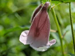 Image result for Ceratotheca sesamoides