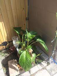 Bat Plant Looks Sick 287935 Ask Extension