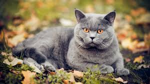‪British Shorthair Cats | Breed Appearance, Personality & History‬‏