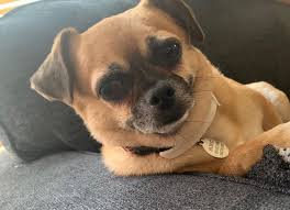 Check spelling or type a new query. Chihuahua Dog Chiwawa Dog Information