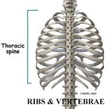 Rib cage pain can be associated with bruising, difficulty taking a deep breath, joint pain, and more. Rib Pain Chiropractors In Newmarket On