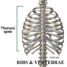 Pain under your rib cage on the right side could be caused by problems with your liver, gall bladder, or kidneys. Rib Pain Chiropractors In Newmarket On