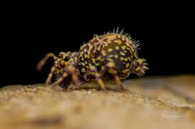 Image result for Globimetula kivuensis