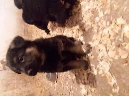 The ukc and iabca national dog clubs are the ones most appreciative of our standard type german shepherd dog and will be easiest for the novice handler to succeed in. German Shepherd Puppies One Male All Black And Two Females Black Tan For Sale In Holland Michigan Classified Americanlisted Com
