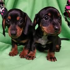 A wide variety of dachshund puppies options are available to you, such as material, feature, and style. Dachshund Puppies For Sale Indianapolis In 186081