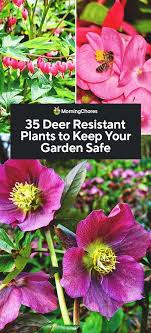 Check spelling or type a new query. 46 Deer Resistant Plants To Keep Your Garden Safe Deer Resistant Garden Shade Plants Deer Resistant Plants