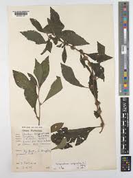 Image result for Struchium