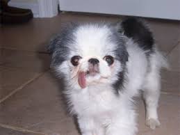 It's a jena sonnar series lens. Index Of Dog Photos And Picture All Breeds