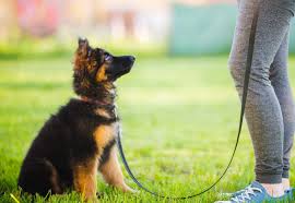 No signs of resource guarding (good with other dogs being near their food, toys. What S The Right Age To Start Training Your Puppy The Driven Dog