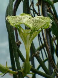 Image result for Ceropegia burchelliana