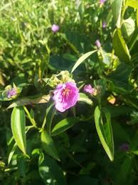 Image result for Melastomastrum capitatum