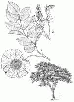 Image result for Pterocarpus angolensis