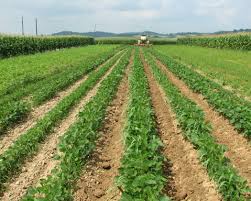 For those who are about to venture on gardening and. Crop Rotations Rodale Institute