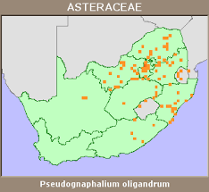 Image result for Pseudognaphalium oligandrum