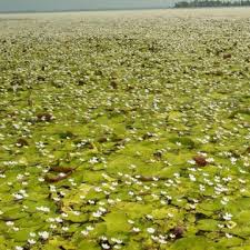 Image result for Nymphoides milnei